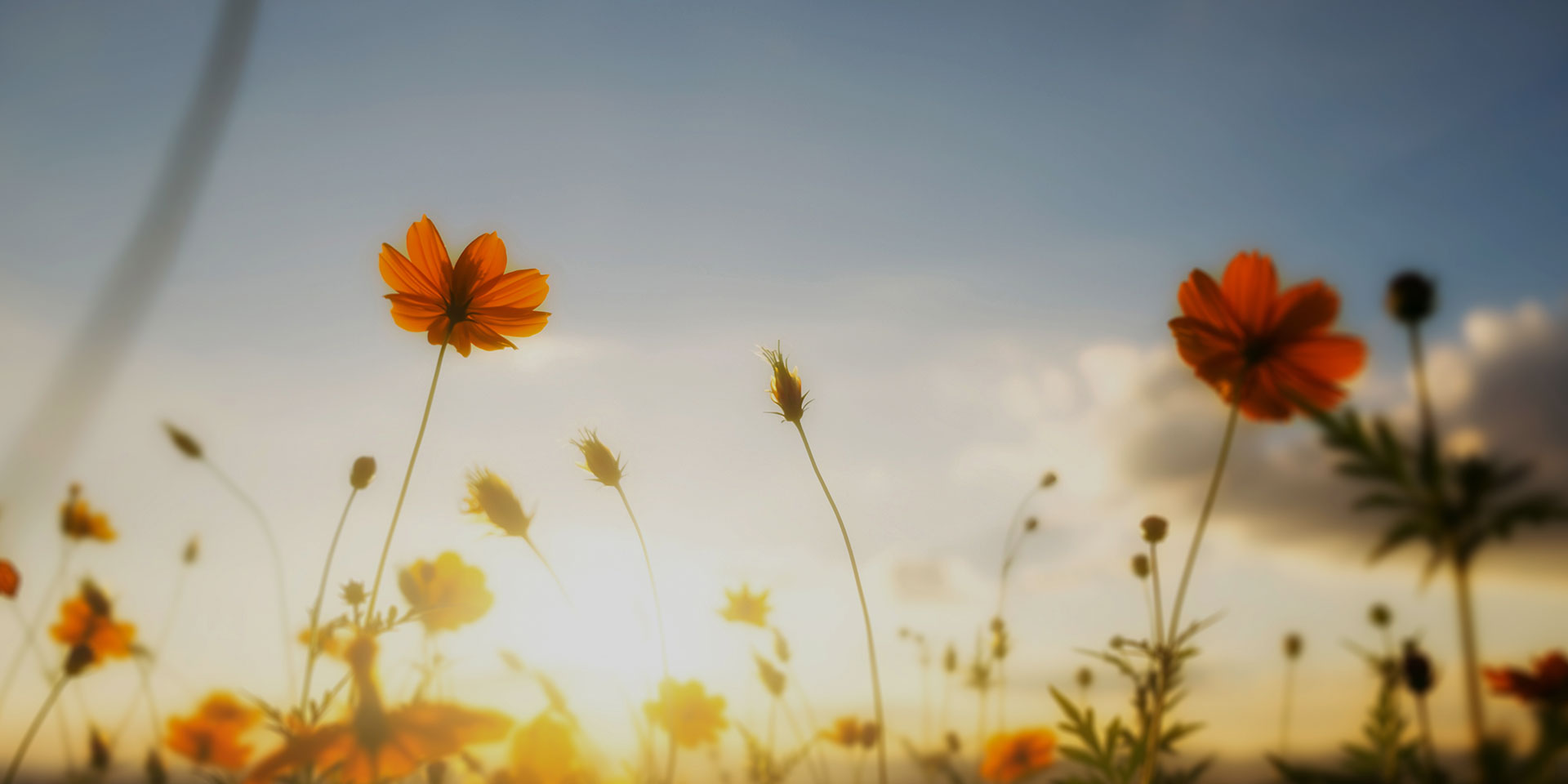 Social Responsibility